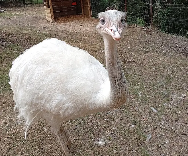 nandù al parco degli animali la rocca camping